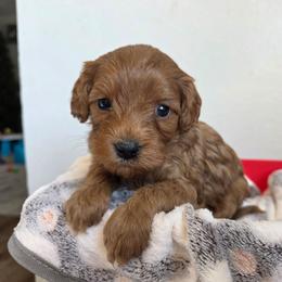 Crush - Red male Cavapoo puppy in Blackfoot, Idaho from Draper Mountain Doodles