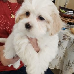 Cream girl - Cream female Havanese puppy in East Lansing, Michigan from VanCort's Happy Havanese