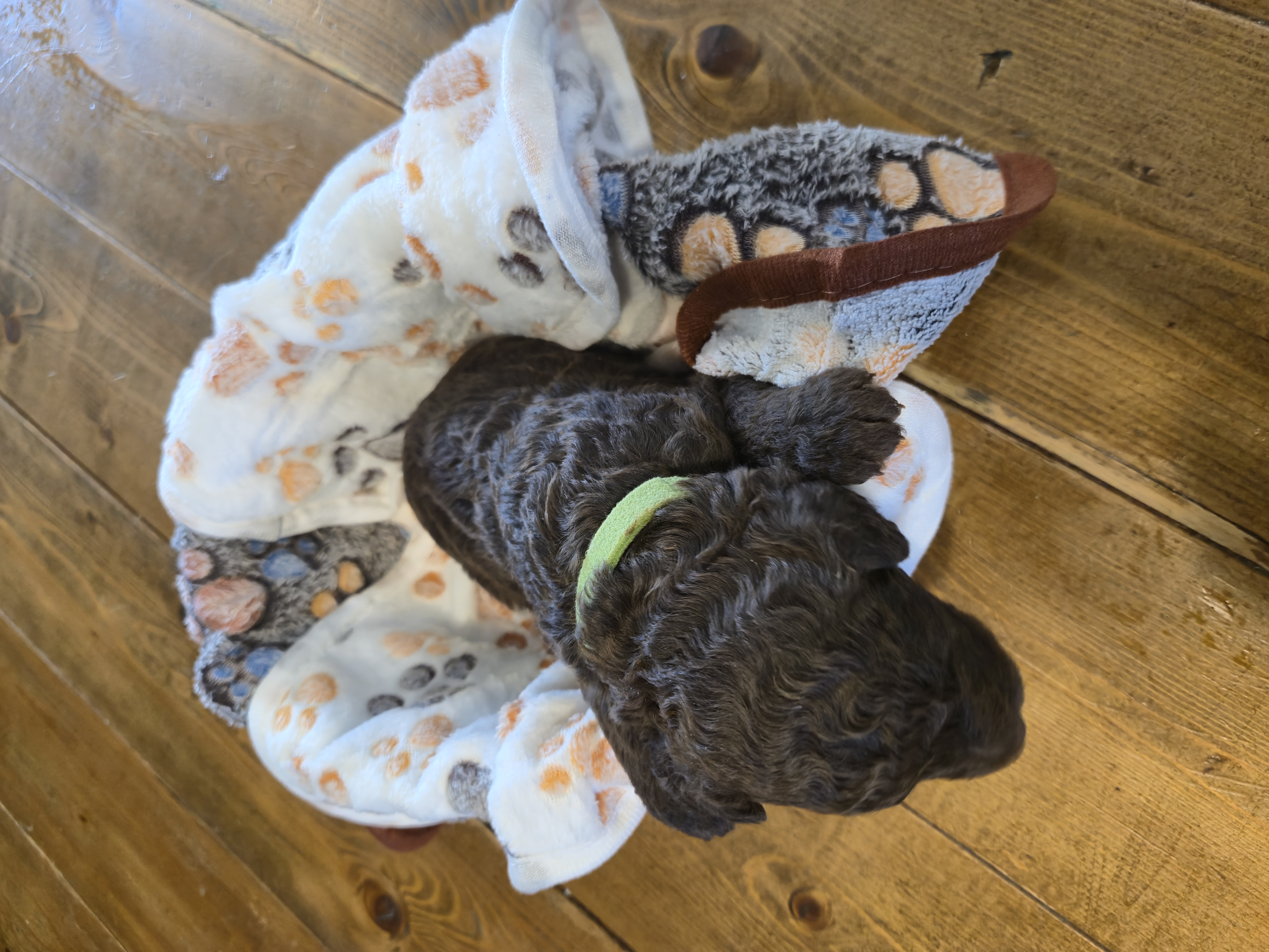 Whoodle Puppies from White's Whoodles