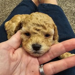 Nutmeg - Apricot male Poodle puppy in Mapleton, Utah from Caboodles Of Poodles