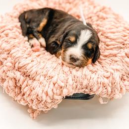 Juniper - Black rust and white female Bernese Mountain Dog puppy in Hudson, Indiana from TurkeyCreek-K9
