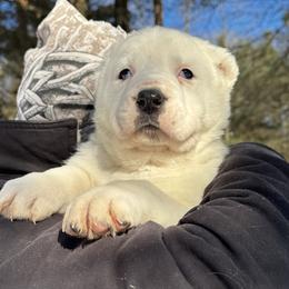Polar - White male Central Asian Shepherd Dog puppy in East Camden, Arkansas from Stars in the Skyes
