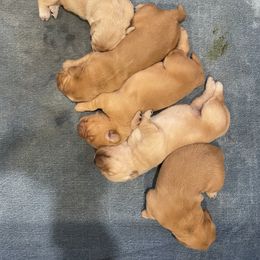 Golden Retriever Puppies from Mountain Bay Goldens