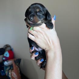 FrankenWeenie (Green) - Black and tan male Dachshund puppy in Hutto, Texas from R.G. Dachshunds