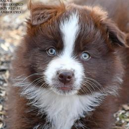 Kader - Red & white male Miniature Australian Shepherd puppy in Patterson, North Carolina from DreamLine Aussies
