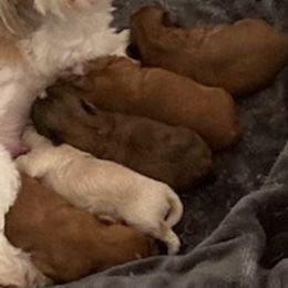 Shih Tzu Puppies from N.F.S.T Imperial ShihTzu Puppies.