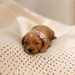 Winnie - Red female Maltipoo puppy in St. George, Utah from Winchester Hills Poodles and Doodles