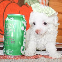 Teenie - White female Poodle puppy in Hugo, Oklahoma from Ann R.