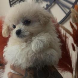 Aero - White female Maltipoo puppy in Long Island, New York from Minipaws kennel