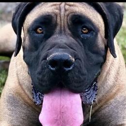 Boerboels from Barbarian Boerboels