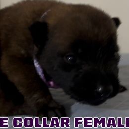 Purple Collar Female - Red sable female Belgian Malinois puppy in Palmyra, Maine from Maine Working Dogs