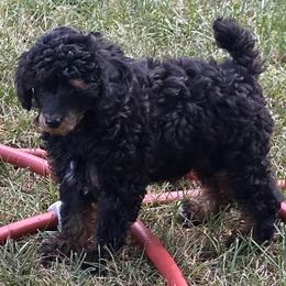 Sadie - Phantom female Poodle puppy in Cabool, Missouri from Rafter B Farms