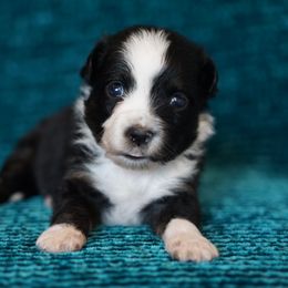Mercedes - Black tri female Miniature American Shepherd puppy in Kamuela On The Big Island, Hawaii from Royal Hawaiian Aussies LLC