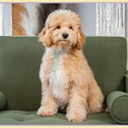 Eagle - Red and white male Cockapoo puppy in Connersville, Indiana from Deaz Doodle Ranch