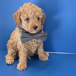 Biscuit - Apricot male Poodle puppy in Lakeland, Florida from Blessed Beginnings Puppies