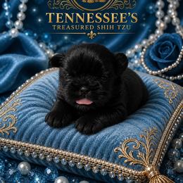 Crumpet - Black male Shih Tzu puppy in Bethpage, Tennessee from Tennessee's Treasured Shih Tzus