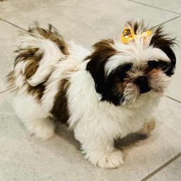 Shih Tzu puppies from Route 66 Poodles & Doodles, Sapphire Shih-tzu's of Ohio