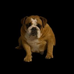 Teba - Bulldog