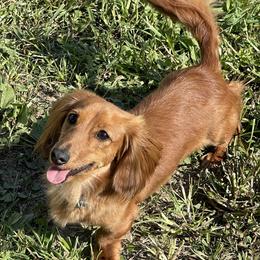 Navi - Dachshund