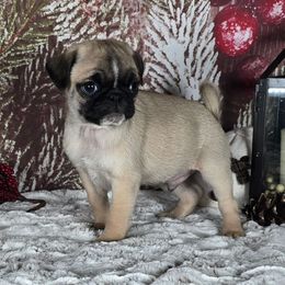 Donner - Fawn male Pug puppy in Atwood, Illinois from Peace Road Puppies