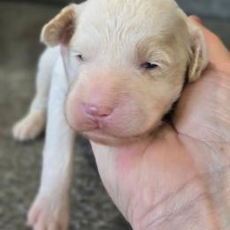 Romano - Parti male Goldendoodle puppy in Crawfordsville, Iowa from DoodleBlessings
