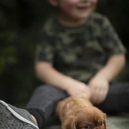 Cavalier King Charles Spaniel and Golden Retriever Puppies from Tsarevich Goldens and Cavaliers