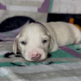 Purple collar - Cream male Dachshund puppy in Poteau, Oklahoma from Sisters Dazzling Dachshunds
