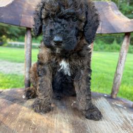 Bandit - Sable male Goldendoodle puppy in Lowville, New York from Adirondack Goldendoodles
