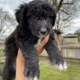 Poodle Puppies from Fluffy Doodle Farms