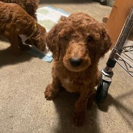 Girl 5 - Red  female Poodle puppy in Clatskanie, Oregon from Columbia River Sunset Poodles