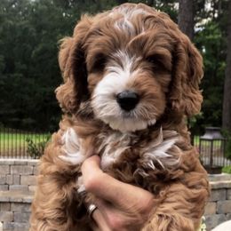 Assorted Doodle Crosses and Bernedoodles from Bernedoodle.do