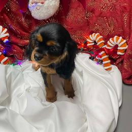 Sadie - Black and tan female Cavalier King Charles Spaniel puppy in Las Vegas, Nevada from Faybelle's Cavaliers
