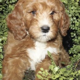 Australian Labradoodles from Leslie Kalwara