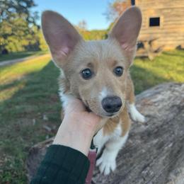Misty - Sable female Pembroke Welsh Corgi puppy in Fayetteville, Arkansas from Intergalactic Corgis