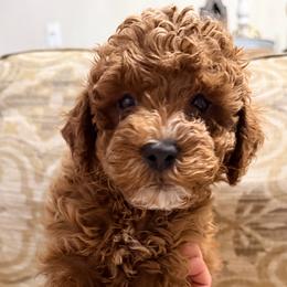 Charlie - Red  male Poodle puppy in Bakersfield, California from California Red Poodles