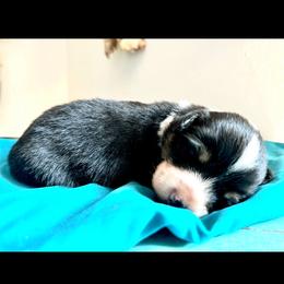 Latte - Black and tan female American Corgi puppy in Bayard, Nebraska from Puppies by Alies