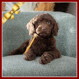 Ethan - Brown male Cockapoo puppy in Connersville, Indiana from Deaz Doodle Ranch