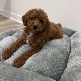 Red Tuxedo Boy - Red  male Goldendoodle puppy in Clarksville, Tennessee from Tennessee Goldendoodles, since 2014