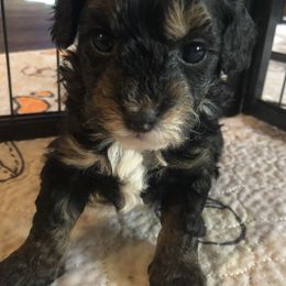 Girl 5 - female Havapoo puppy in Centerville, Idaho from HopplevalleyPTA...(Puppies To Adore)