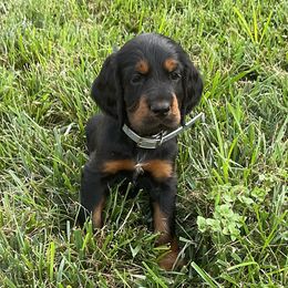 Gray - male Gordon Setter puppy in Gordonville, Pennsylvania from Blue Ribbon Setters