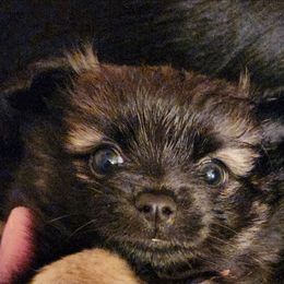 Brindle - Beaver sable male Pomeranian puppy in Pass Christian, Mississippi from Cristina Cammarota