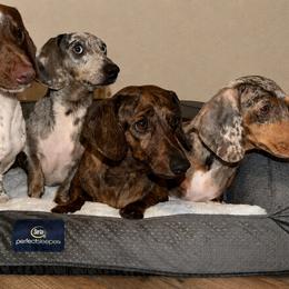 Dachshunds from 409_Mini Dachshunds