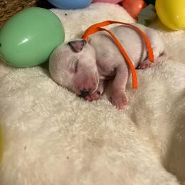 Girl 6 - White and black female Dalmatian puppy in Claremore, Oklahoma from Lotsofdots Dalmatians