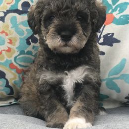 Goldendoodle, Schnoodle, and Sheepadoodle Puppies from Dood Ranch