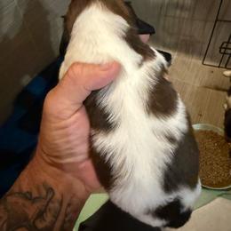 Girl 2 - Red female Dachshund puppy in Paisley, Florida from Pantheon Dachshunds