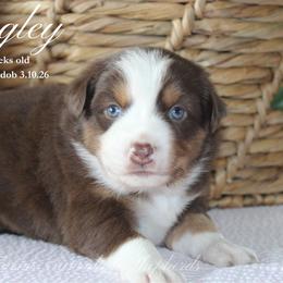 Bingley (RTM 1) - Red tri male Miniature Australian Shepherd puppy in Grandfield, Oklahoma from Hunt Farms Australian Shepherds