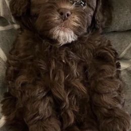 Shihpoos from Apollo's Pack