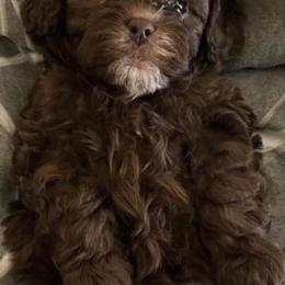 Shihpoos from Apollo's Pack