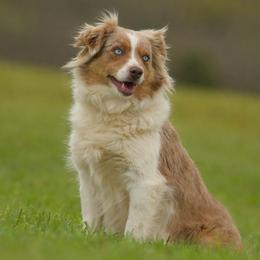 Miniature Australian Shepherd puppies from Southern Edition Aussies