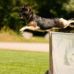 German Shepherds from Kevin Baars